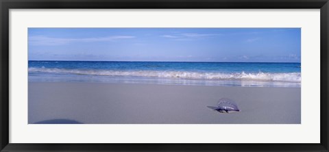 Framed Portuguese Man-Of-War (Physalia physalis) on the beach, Bermuda Print