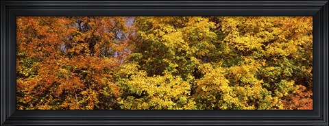 Framed Autumnal trees in a park, Ludwigsburg Park, Ludwigsburg, Baden-Wurttemberg, Germany Print