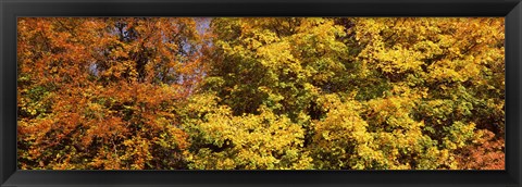 Framed Autumnal trees in a park, Ludwigsburg Park, Ludwigsburg, Baden-Wurttemberg, Germany Print