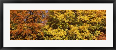 Framed Autumnal trees in a park, Ludwigsburg Park, Ludwigsburg, Baden-Wurttemberg, Germany Print