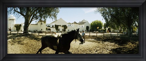 Framed Horse running in an paddock, Gerena, Seville, Seville Province, Andalusia, Spain Print