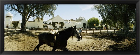 Framed Horse running in an paddock, Gerena, Seville, Seville Province, Andalusia, Spain Print