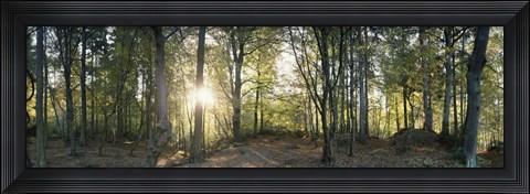 Framed Trees in a forest, Black Forest, Freiburg im Breisgau, Baden-Wurttemberg, Germany Print