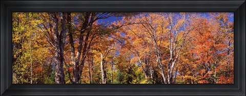 Framed Trees in autumn, Vermont, USA Print