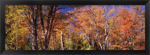 Framed Trees in autumn, Vermont, USA Print