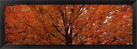 Framed Maple tree in autumn, Vermont, USA Print