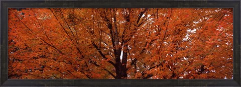 Framed Maple tree in autumn, Vermont, USA Print
