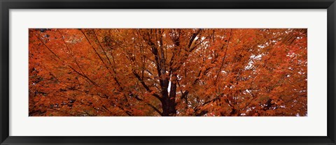 Framed Maple tree in autumn, Vermont, USA Print