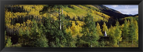 Framed Newlywed couple in a forest, Aspen, Pitkin County, Colorado, USA Print