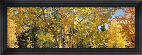 Framed Aspen trees with foliage in autumn, Colorado, USA Print
