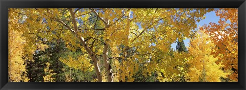 Framed Aspen trees with foliage in autumn, Colorado, USA Print