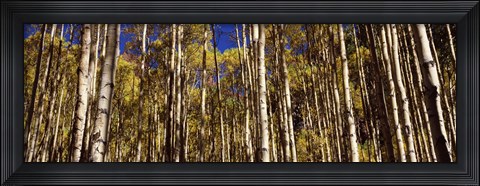 Framed Aspen tree trunks in autumn, Colorado, USA Print