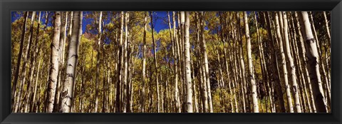 Framed Aspen tree trunks in autumn, Colorado, USA Print