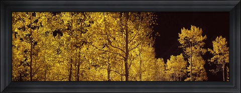Framed Aspen trees in autumn with night sky, Colorado, USA Print