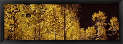 Framed Aspen trees in autumn with night sky, Colorado, USA Print