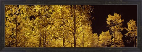 Framed Aspen trees in autumn with night sky, Colorado, USA Print
