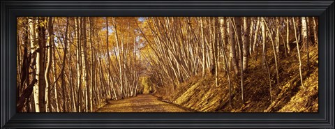 Framed Road in the Forest, Colorado Print