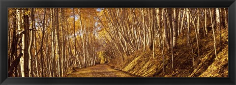 Framed Road in the Forest, Colorado Print