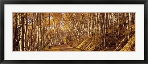 Framed Road in the Forest, Colorado Print