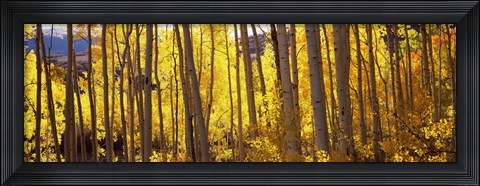 Framed Aspen tree trunks and foliage in autumn, Colorado, USA Print