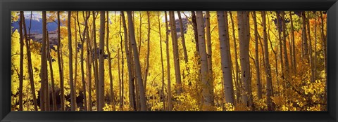 Framed Aspen tree trunks and foliage in autumn, Colorado, USA Print