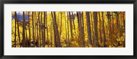 Framed Aspen tree trunks and foliage in autumn, Colorado, USA Print