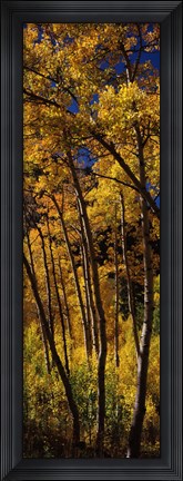 Framed Tall Aspen trees in autumn, Colorado, USA Print