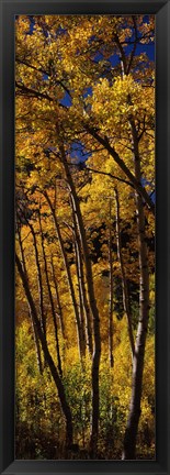 Framed Tall Aspen trees in autumn, Colorado, USA Print