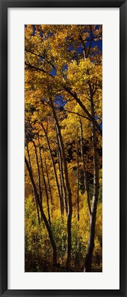 Framed Tall Aspen trees in autumn, Colorado, USA Print