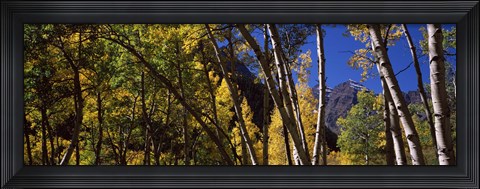 Framed Aspen trees with mountains in the background, Maroon Bells, Aspen, Pitkin County, Colorado, USA Print