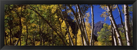 Framed Aspen trees with mountains in the background, Maroon Bells, Aspen, Pitkin County, Colorado, USA Print