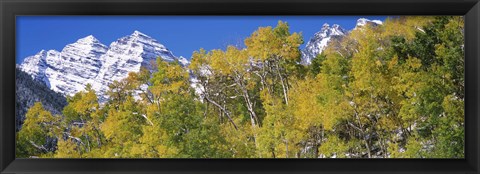 Framed Forest with snowcapped mountains in the background, Maroon Bells, Aspen, Pitkin County, Colorado, USA Print