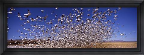 Framed Snow Geest, Bosque del Apache National Wildlife Reserve, New Mexico, USA Print