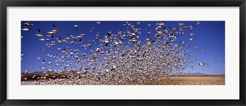 Framed Snow Geest, Bosque del Apache National Wildlife Reserve, New Mexico, USA Print