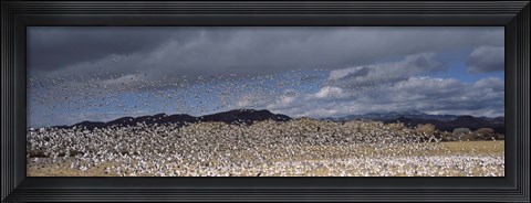 Framed Flock of Snow Geese Flying Under a Cloudy Sky, Bosque del Apache National Wildlife Reserve, New Mexico Print