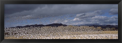 Framed Flock of Snow Geese Flying Under a Cloudy Sky, Bosque del Apache National Wildlife Reserve, New Mexico Print