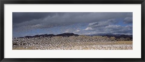 Framed Flock of Snow Geese Flying Under a Cloudy Sky, Bosque del Apache National Wildlife Reserve, New Mexico Print