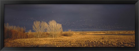 Framed Flock of Snow, Bosque del Apache National Wildlife Reserve, Socorro County, New Mexico Print