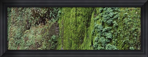 Framed Ferns and moss covered hill, Columbia River Gorge, Oregon, USA Print