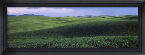 Framed Wheat field on a rolling landscape, near Pullman, Washington State, USA Print