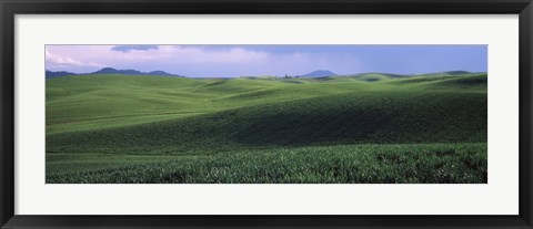 Framed Wheat field on a rolling landscape, near Pullman, Washington State, USA Print