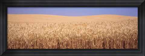 Framed Golden wheat in a field, Palouse, Whitman County, Washington State, USA Print