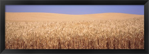 Framed Golden wheat in a field, Palouse, Whitman County, Washington State, USA Print