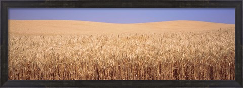 Framed Golden wheat in a field, Palouse, Whitman County, Washington State, USA Print