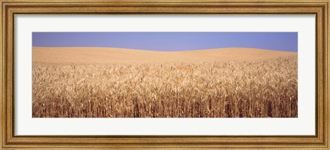 Framed Golden wheat in a field, Palouse, Whitman County, Washington State, USA Print
