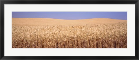 Framed Golden wheat in a field, Palouse, Whitman County, Washington State, USA Print