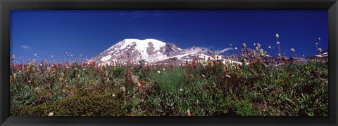 Framed Wildflowers on mountains, Mt Rainier, Pierce County, Washington State, USA Print