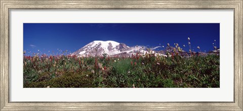 Framed Wildflowers on mountains, Mt Rainier, Pierce County, Washington State, USA Print