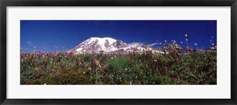 Framed Wildflowers on mountains, Mt Rainier, Pierce County, Washington State, USA Print