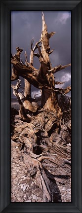 Framed Bristlecone pine tree (Pinus longaeva) under cloudy sky, Inyo County, California, USA Print